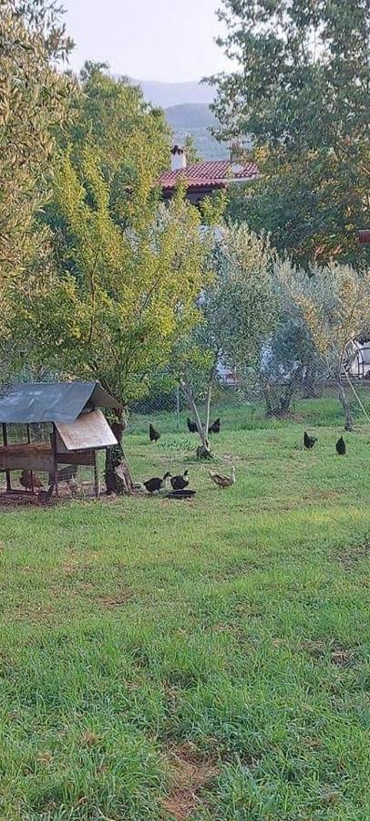 Diamond Farm Villa カラ・ネラ エクステリア 写真
